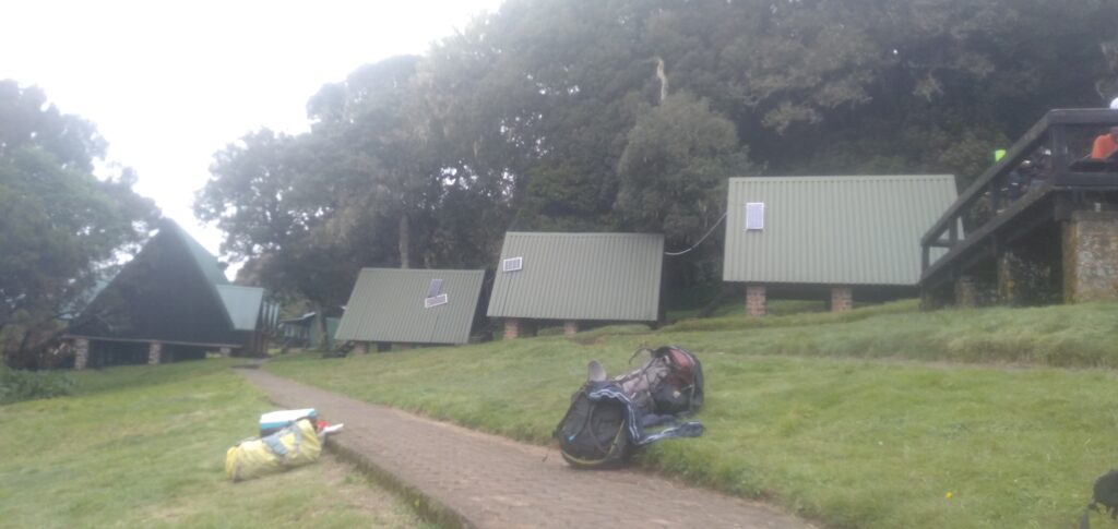 Lush montane rainforest on Kilimanjaro Marangu route trek